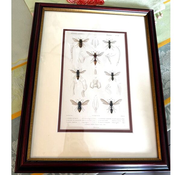 Stunning vintage copperplate engraving 19th century print bees and wasps framed - Picture 3 of 8